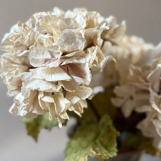 Vintage Hydrangea - Nude