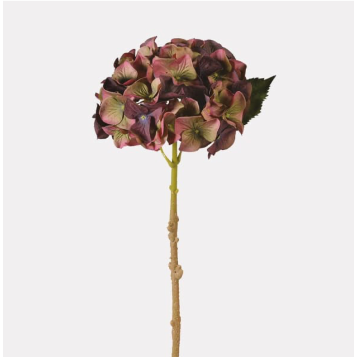 Fig and Olive Traditional Hydrangea with Leaves