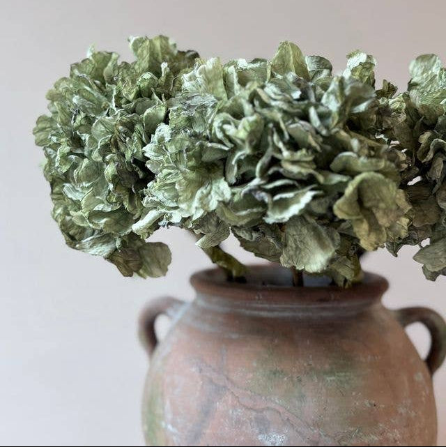 Vintage Hydrangea - Green