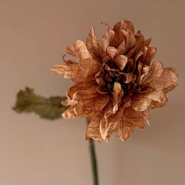 Vintage Dahlia - Latte