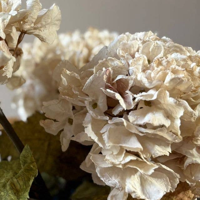 Vintage Hydrangea - Nude