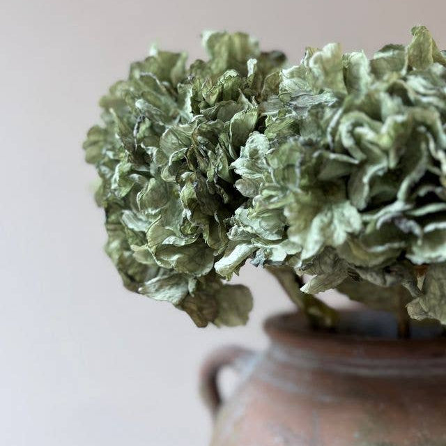 Vintage Hydrangea - Green