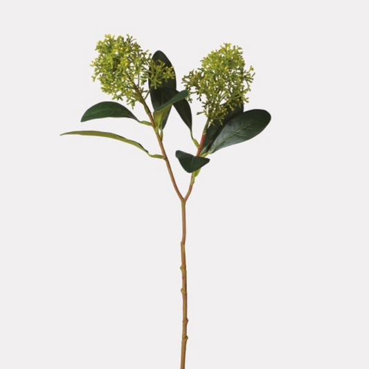 Green Skimmia Spray