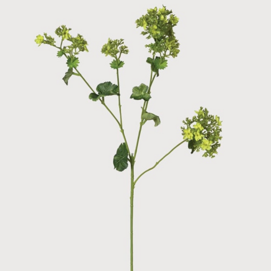 Ladies Mantle Spray