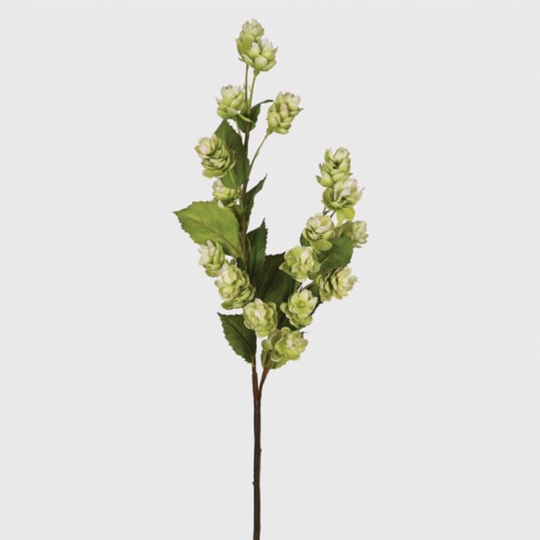 Green Hops Stem