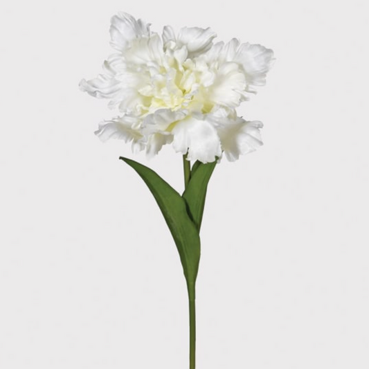 White Parrot Tulip