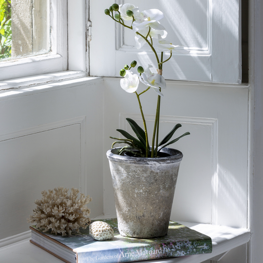 Orchid Potted Plant