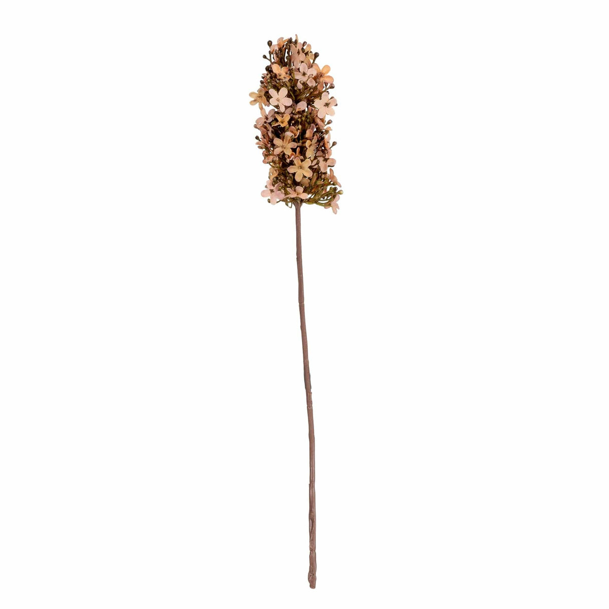 Single Hydrangea Rust Stem