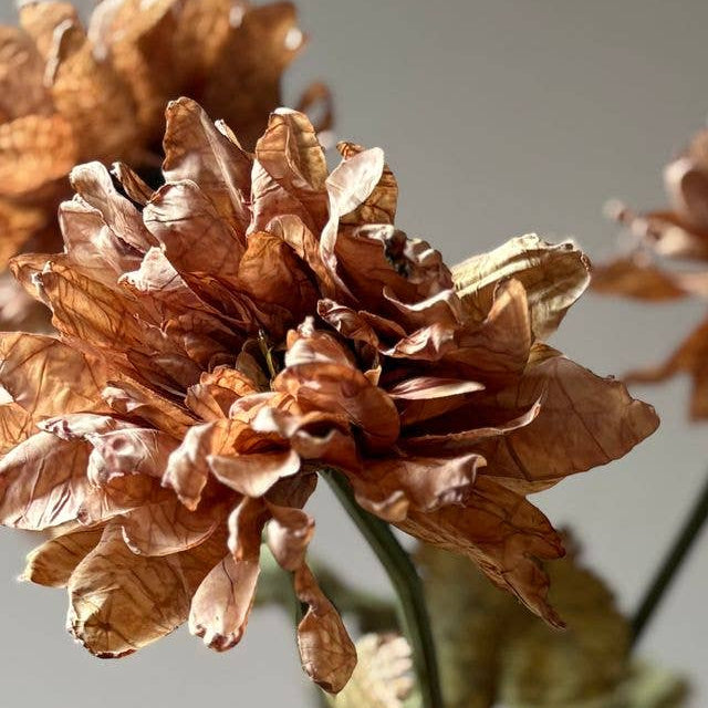 Vintage Dahlia - Latte