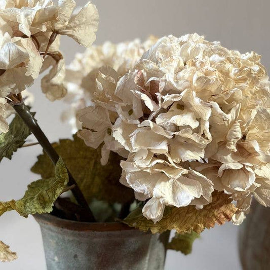 Vintage Hydrangea - Nude